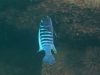 Metriaclima tarakiki Higga Reef (samec)