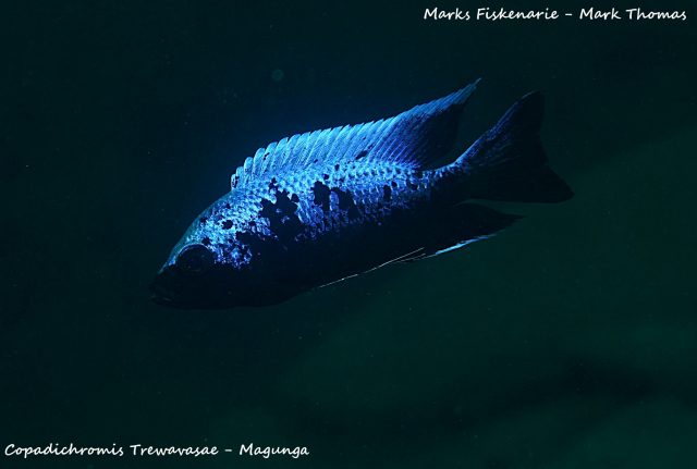 Copadichromis trewavasae