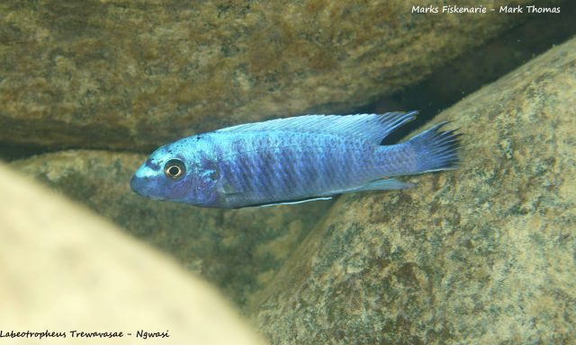Labeotropheus trewavasae