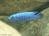 Labeotropheus trewavasae
