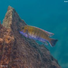 Labeotropheus trewavasae