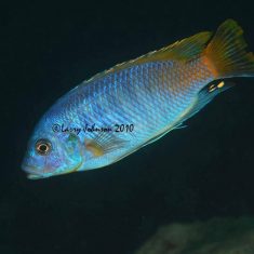 Petrotilapia tridentiger
