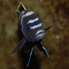 Cynotilapia zebroides