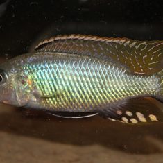 Stigmatochromis macrorhynchos