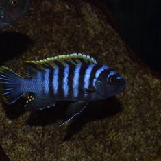 Cynotilapia zebroides