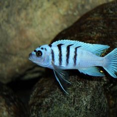 Cynotilapia sp. ‚hara‘
