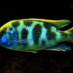 Nimbochromis venustus