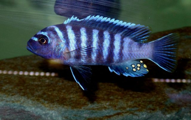 Cynotilapia zebroides Mbawa (samec)