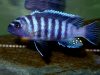 Cynotilapia zebroides Mbawa (samec)