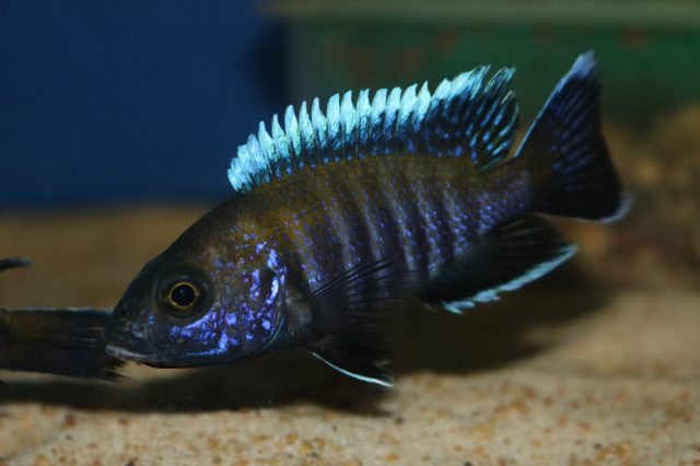 Aulonocara sp. 'walteri' (samec)