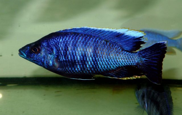 Otopharynx lithobates walteri (samec)