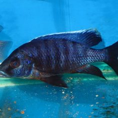 Otopharynx lithobates