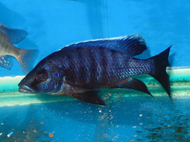 Otopharynx lithobates
