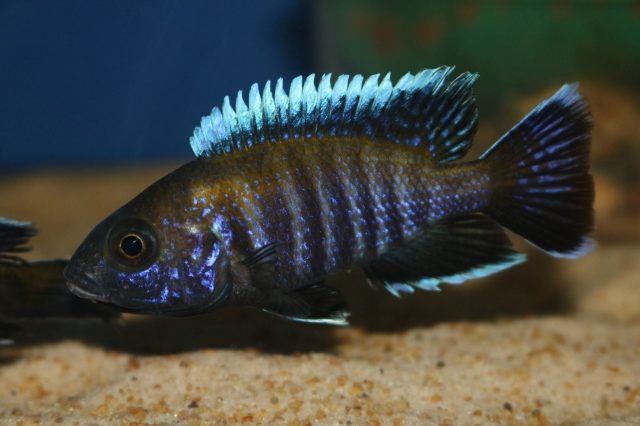 Aulonocara sp. &#8218;walteri&#8216;