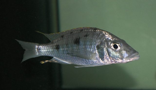 Stigmatochromis woodi