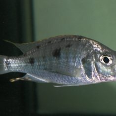 Stigmatochromis woodi