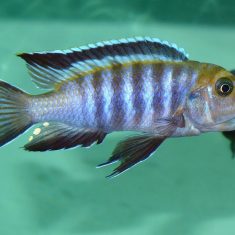 Cynotilapia sp. ‚lion‘