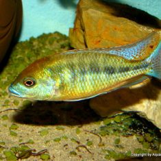 Mylochromis plagiotaenia