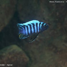 Cynotilapia zebroides