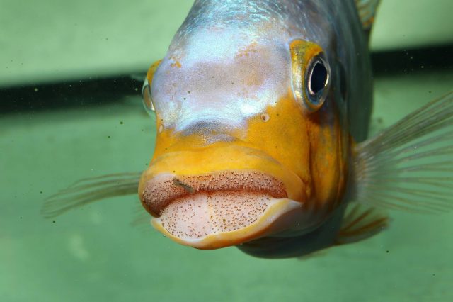Petrotilapia sp. 'yellow chin' (samec)