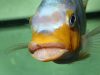 Petrotilapia sp. 'yellow chin' (samec)