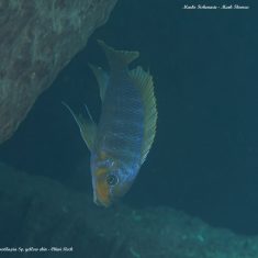 Petrotilapia sp. ‚yellow chin‘