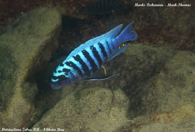 Metriaclima zebra Nkhata Bay (samec)