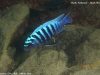 Metriaclima zebra Nkhata Bay (samec)