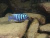 Metriaclima zebra (2)