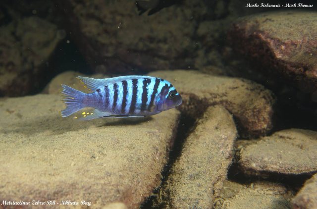 Metriaclima zebra (2)