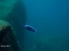 Copadichromis cyaneus (samec)