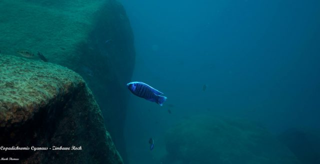 Copadichromis cyaneus (samec)