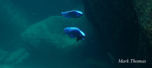 Copadichromis cyaneus (samec)