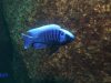 Copadichromis cyaneus