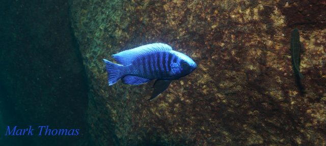 Copadichromis cyaneus