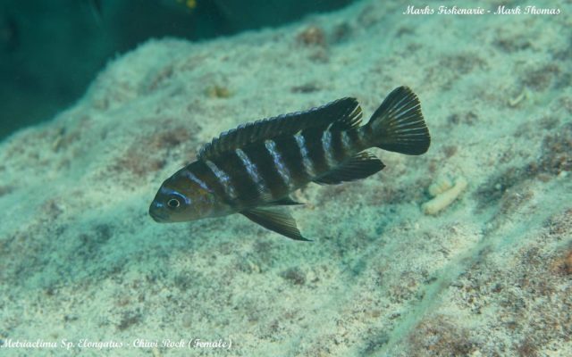 Metriaclima sp. 'elongatus goldbar' (samice)