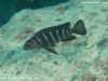Metriaclima sp. 'elongatus goldbar' (samice)