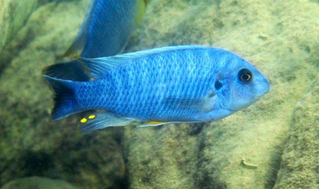 Labeotropheus fuelleborni (5)