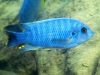 Labeotropheus fuelleborni (5)