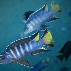 Chindongo sp. ‚elongatus mphanga‘