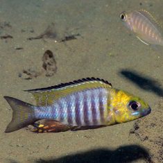 Aulonocara sp. ‚chitande type‘