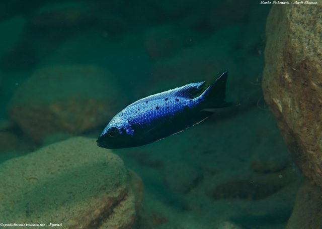 Copadichromis trewavasae