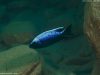 Copadichromis trewavasae