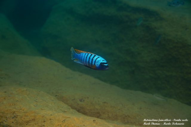 Metriaclima fainzilberi Pombo Rock (samec)
