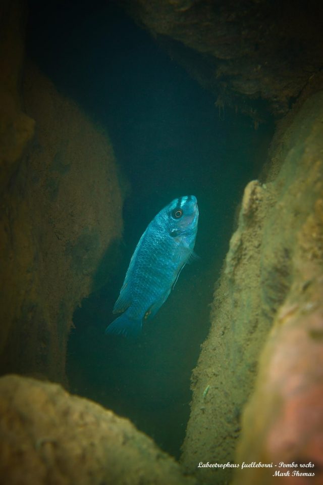 Labeotropheus fuelleborni (17)