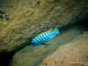 Metriaclima fainzilberi Pombo Rock (samec)