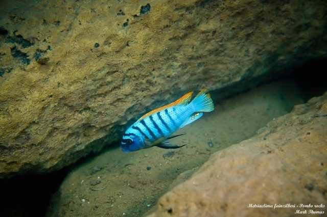 Metriaclima fainzilberi Pombo Rock (samec)