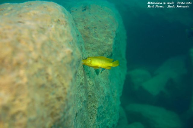 Metriaclima sp. ‚msobo‘ Pombo Rock (samice)