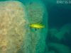 Metriaclima sp. ‚msobo‘ Pombo Rock (samice)