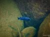 Cynotilapia zebroides